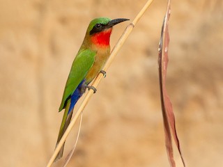 Foto de Abejaruco Gorjirrojo (Merops bulocki)
