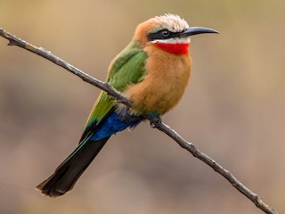 Foto de Abejaruco Frentiblanco (Merops bullockoides)