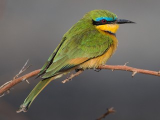 Foto de Abejaruco Chico (Merops pusillus)