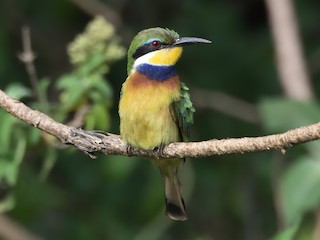 Foto de Abejaruco Variegado (Merops variegatus)