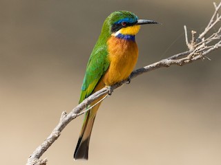 Foto de Abejaruco Etíope (Merops lafresnayii)