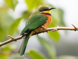 Foto de Abejaruco Montano (Merops oreobates)