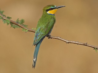 Foto de Abejaruco Golondrina (Merops hirundineus)