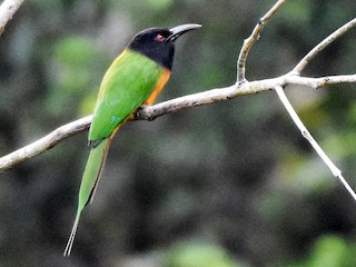 Foto de Abejaruco Cabecinegro (Merops breweri)