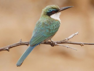 Foto de Abejaruco Somalí (Merops revoilii)