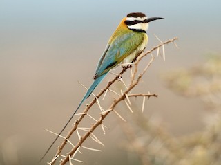 Foto de Abejaruco Gorjiblanco (Merops albicollis)