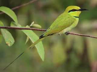 Foto de Abejaruco Esmeralda Africano (Merops viridissimus)