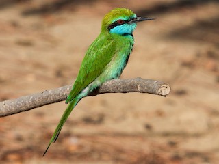 Foto de Abejaruco Esmeralda Árabe (Merops cyanophrys)