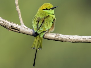 Foto de Abejaruco Esmeralda Oriental (Merops orientalis)