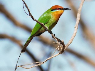 Foto de Abejaruco de Böhm (Merops boehmi)