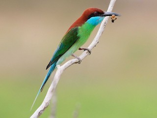 Foto de Abejaruco Gorjiazul (Merops viridis)