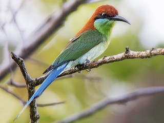 Foto de Abejaruco Filipino (Merops americanus)