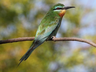 Foto de Abejaruco Persa (Merops persicus)