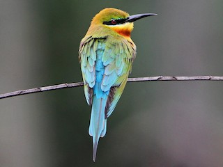 Foto de Abejaruco Coliazul (Merops philippinus)