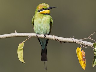 Foto de Abejaruco Australiano (Merops ornatus)