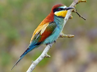 Foto de Abejaruco Europeo (Merops apiaster)
