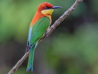 Foto de Abejaruco Cabecirrufo (Merops leschenaulti)