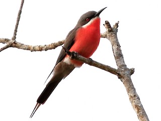 Foto de Abejaruco de Malimba (Merops malimbicus)
