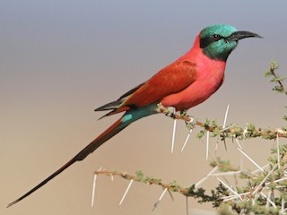 Foto de Abejaruco Carmesí Norteño (Merops nubicus)