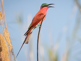 Foto de Abejaruco Carmesí Sureño (Merops nubicoides)