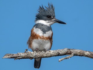Foto de Belted Kingfisher (Megaceryle alcyon)