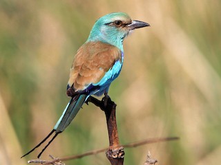 Foto de Abyssinian Roller (Coracias abyssinicus)