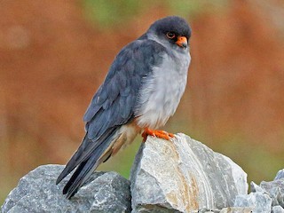 Foto de Amur Falcon (Falco amurensis)
