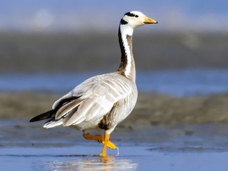 Foto de Bar-headed Goose (Anser indicus)