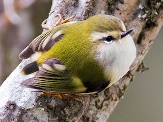 Foto de Acantisita Verdoso (Acanthisitta chloris)