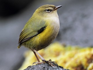 Foto de Acantisita Roquero (Xenicus gilviventris)