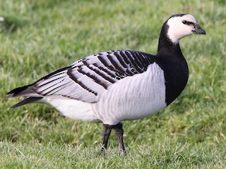 Foto de Barnacle Goose (Branta leucopsis)