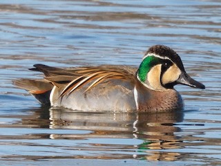Foto de Baikal Teal (Sibirionetta formosa)