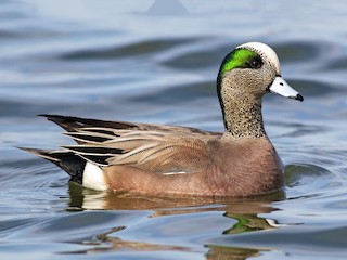 Foto de American Wigeon (Mareca americana)