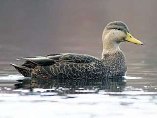 Foto de American Black Duck (Anas rubripes)