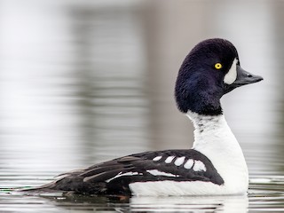 Foto de Barrow's Goldeneye (Bucephala islandica)