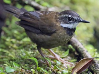 Foto de Acantiza de Helechal (Oreoscopus gutturalis)