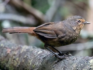 Foto de Acantiza Piloto (Pycnoptilus floccosus)