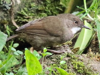 Foto de Acantiza Robusta (Origma robusta)