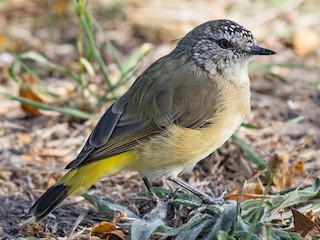 Foto de Acantiza Culigualda (Acanthiza chrysorrhoa)