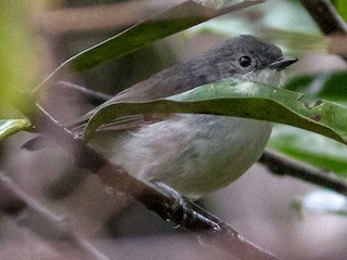 Foto de Acantiza Gris (Acanthiza cinerea)