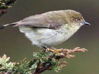 Foto de Acantiza Papú (Acanthiza murina)
