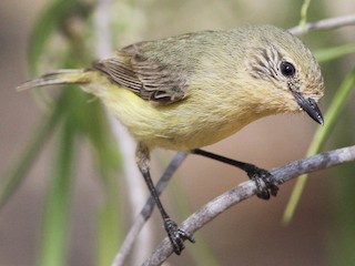 Foto de Acantiza Enana (Acanthiza nana)