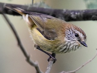 Foto de Acantiza Estriada (Acanthiza lineata)