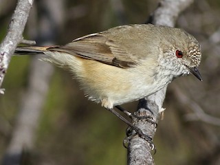 Foto de Acantiza Apical (Acanthiza apicalis)