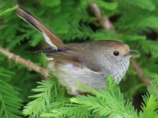 Foto de Acantiza de Tasmania (Acanthiza ewingii)