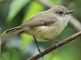 Foto de Acantiza Montana (Acanthiza katherina)