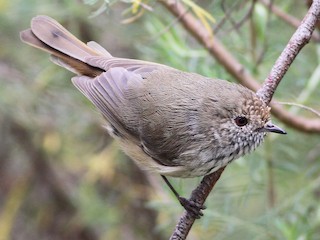 Foto de Acantiza Parda (Acanthiza pusilla)