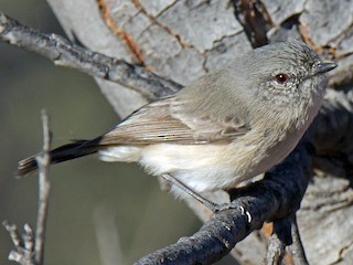 Foto de Acantiza Pizarrosa (Acanthiza robustirostris)
