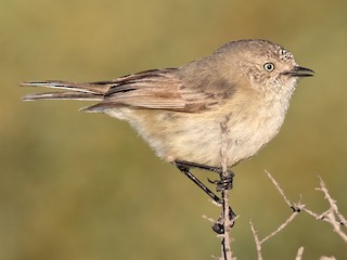 Foto de Acantiza de Iredale (Acanthiza iredalei)