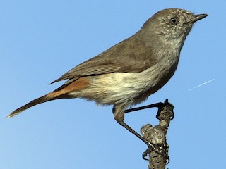 Foto de Acantiza Culirroja (Acanthiza uropygialis)